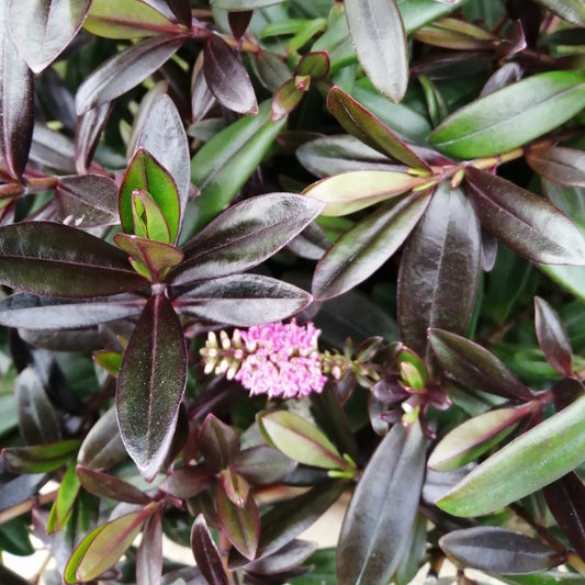 Close-up of dark green and purple leaves enveloping a small cluster of pink flowers, characteristic of the Hebe Pink Candy, a compact evergreen shrub that blooms from late spring to early summer.