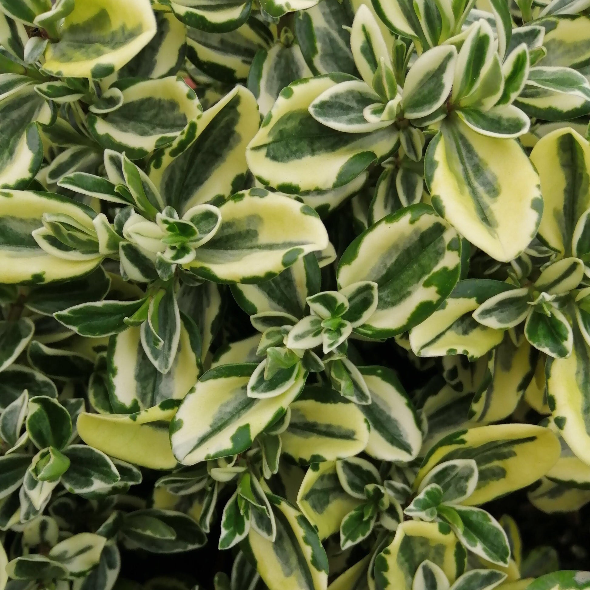 Close-up of Hebe Pinocchios variegated green and yellow leaves, highlighting its charm next to vivid purple flowers.