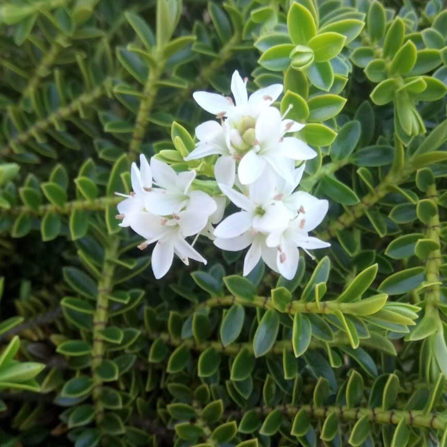 Close-up of small white flowers with green leaves from the Hebe Prostratus, a low-growing evergreen shrub in a garden setting.