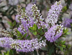 Hebe Purple Princess features purple and pale blue spiked flowers that rise gracefully above spear-shaped foliage, forming a charming compact evergreen shrub.