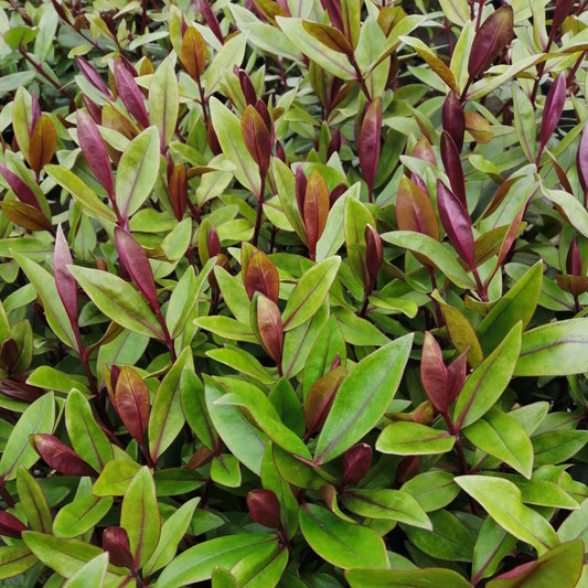 The Hebe Purple Queens dense cluster of spear-shaped foliage with reddish tips creates a striking contrast, complemented by dark purple flowers.