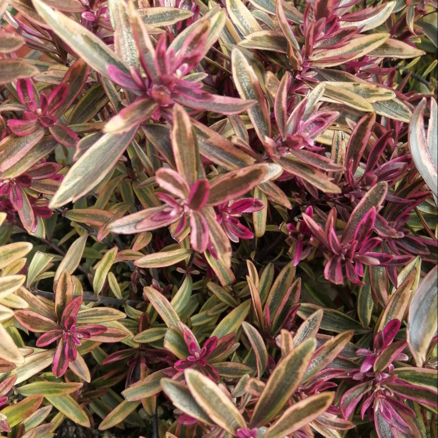 Hebe Purple Shamrock is an evergreen shrub boasting dense foliage with variegated leaves in shades of green, pink, and purple.