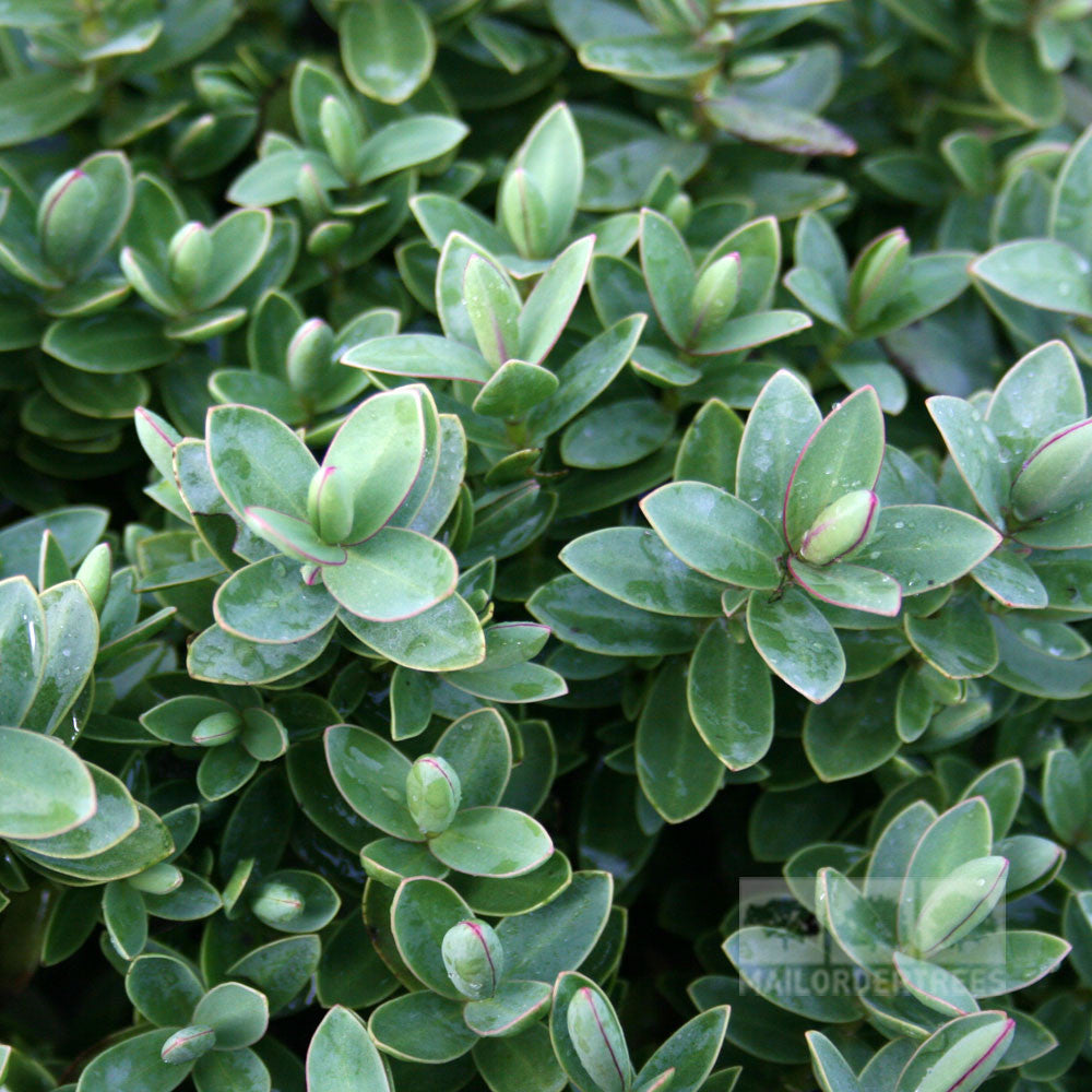 Close-up of the rich green leaves of the Hebe Red Edge - Shrubby Veronica, an evergreen shrub with a soft pink tint on its edges.