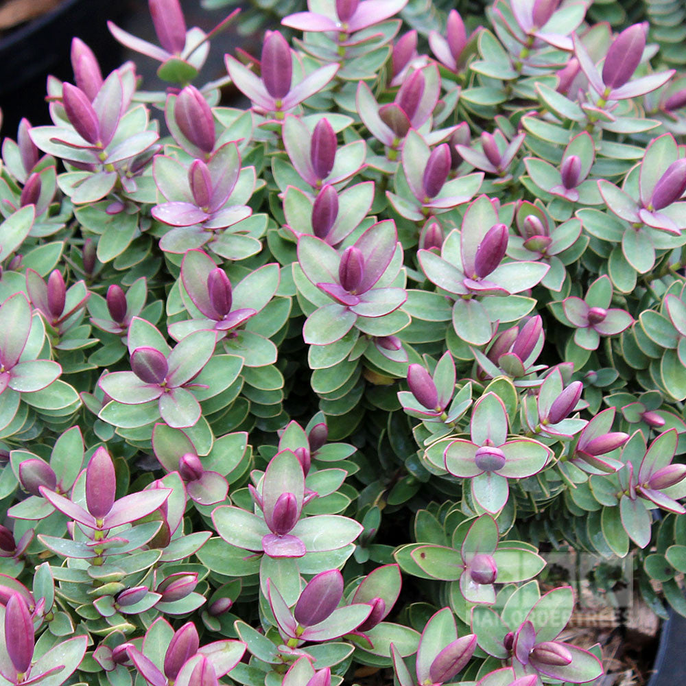 Close-up of the Hebe Red Edge - Shrubby Veronica, highlighting its dense green leaves and purple-tipped buds.