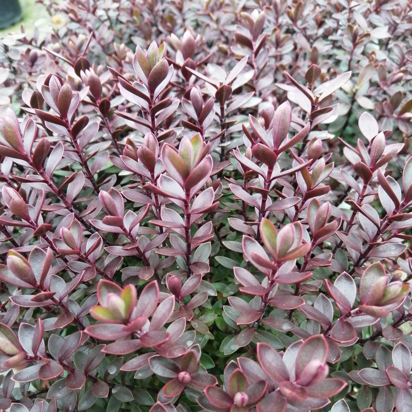 Close-up of Hebe Ronda, a compact bushy plant featuring densely packed purple-red foliage with glossy leaves and pale blue flowers.