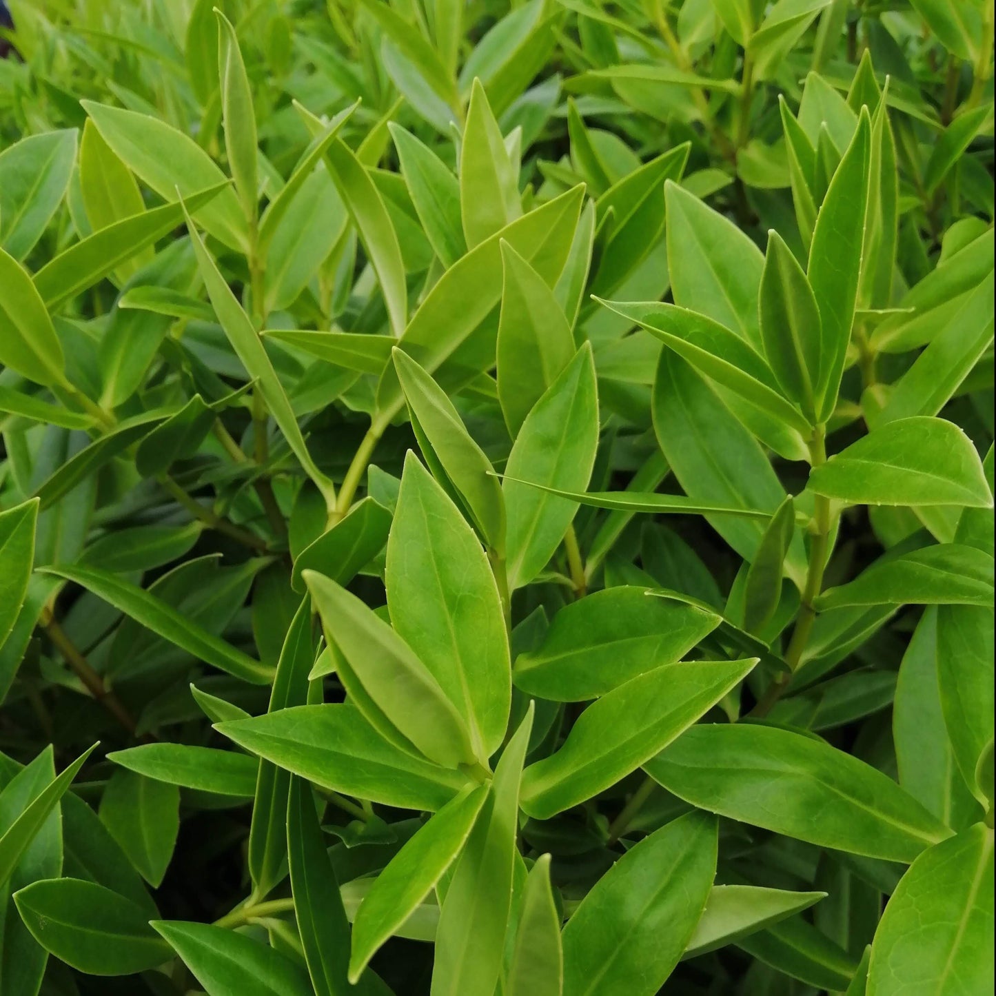 Close-up of densely packed, lush green leaves with pointed tips forming the vibrant evergreen shrub known as Hebe Sapphire.