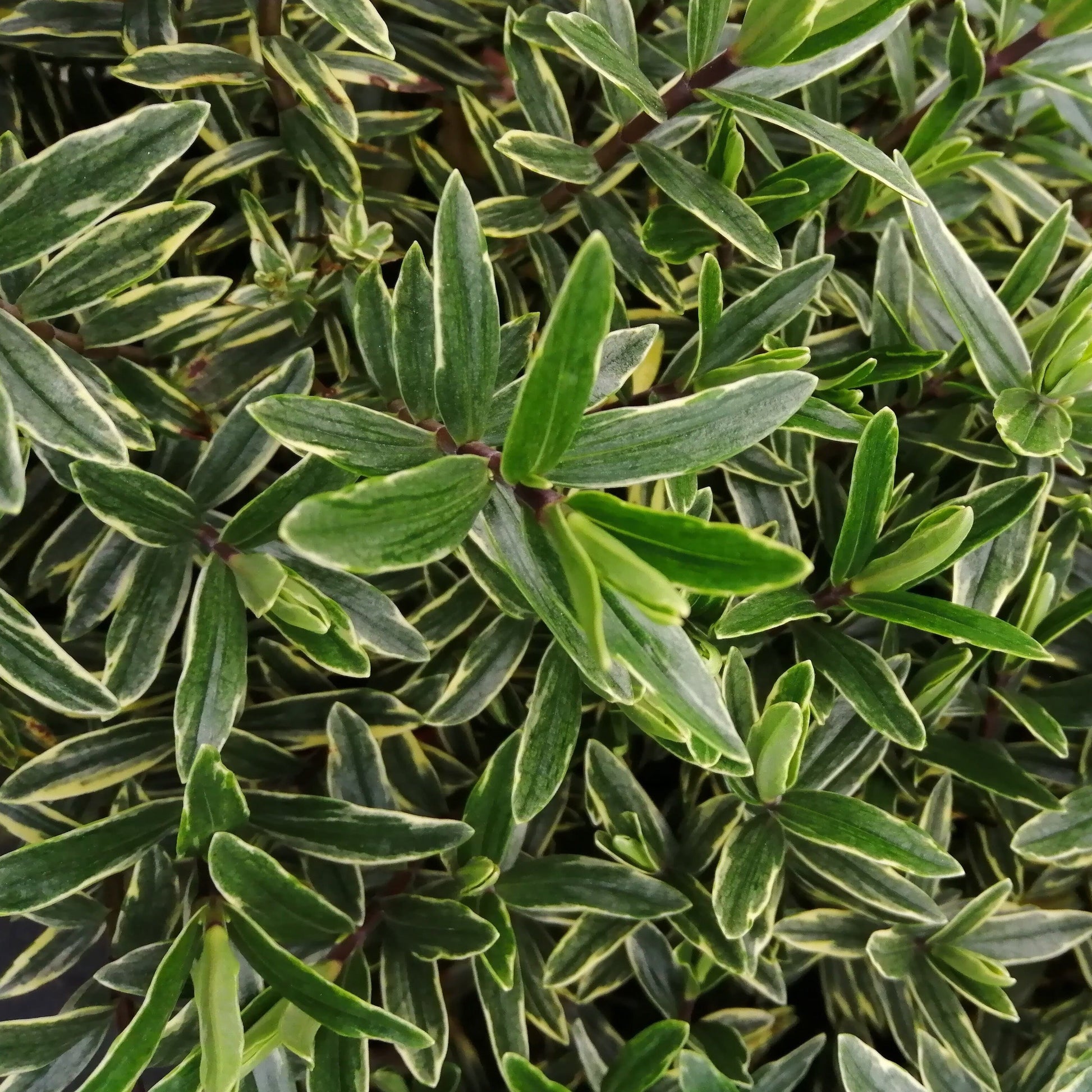 Close-up of dense green foliage with elongated leaves and light-colored edges, showcasing the beauty of Hebe Starlights variegated foliage.