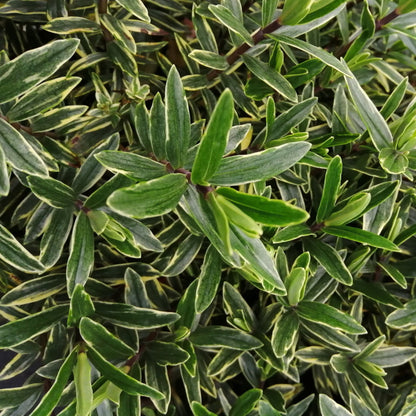 Close-up of dense green foliage with elongated leaves and light-colored edges, showcasing the beauty of Hebe Starlights variegated foliage.