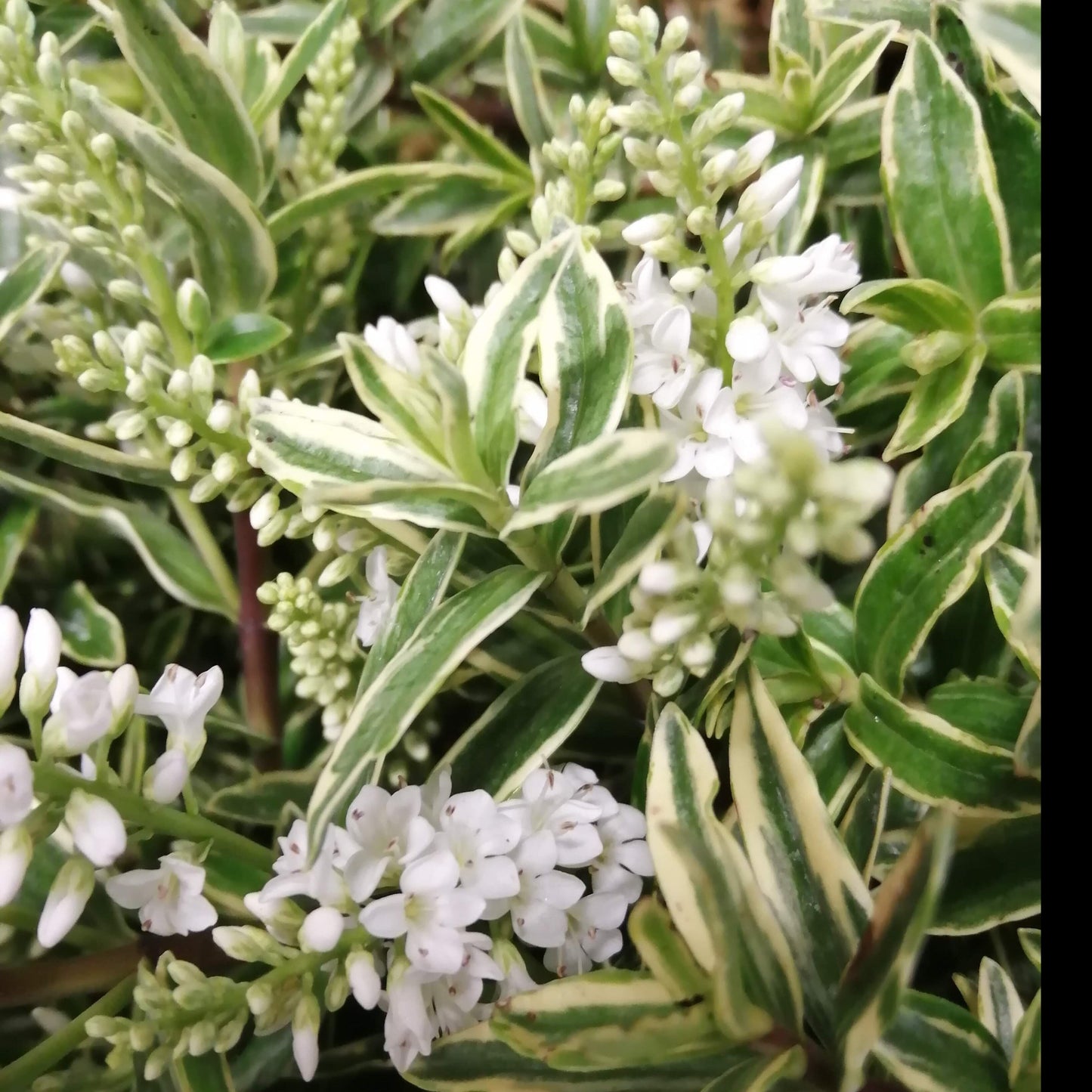 Close-up of green and white variegated foliage of Hebe Starlight, highlighting clusters of small white flowers from this evergreen shrub.