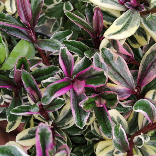 The Hebe Tricolour is a compact evergreen shrub featuring green, white, and pink leaves with vibrant patterns, accentuated by bright pink flowers for an eye-catching look.