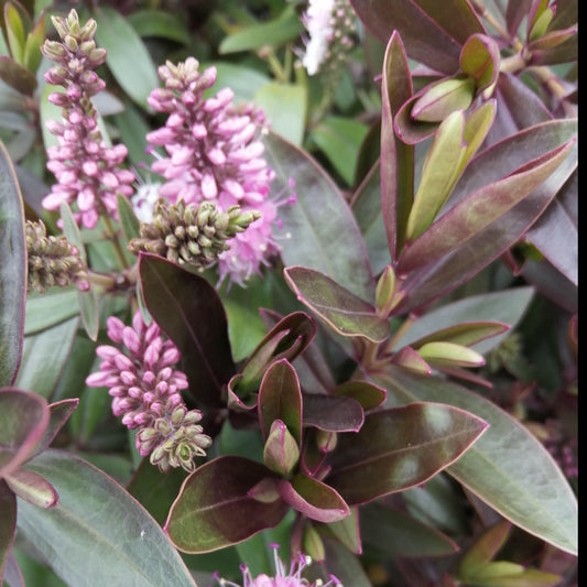 Close-up of the Hebe Waikiki, showcasing its evergreen bush with mauve flower spikes, dark green leaves, and glossy reddish edges.