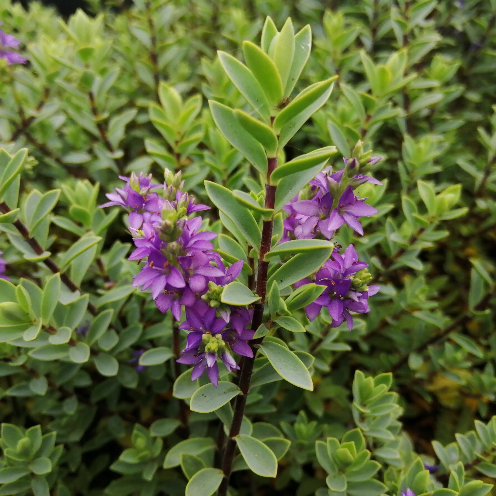 Close-up of a Hebe Wingletye, an evergreen shrub with clusters of vibrant light purple flowers and lush green leaves, blooming beautifully from early summer to late autumn.