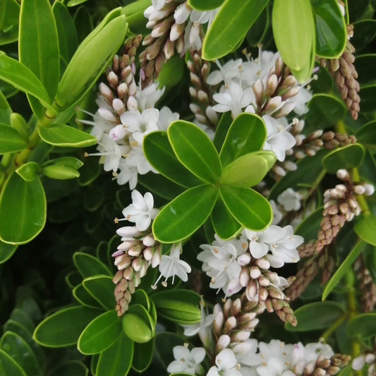 Close-up of Hebe Wiri Mist, an evergreen shrub with dense, dark green foliage and clusters of small white flowers and buds.