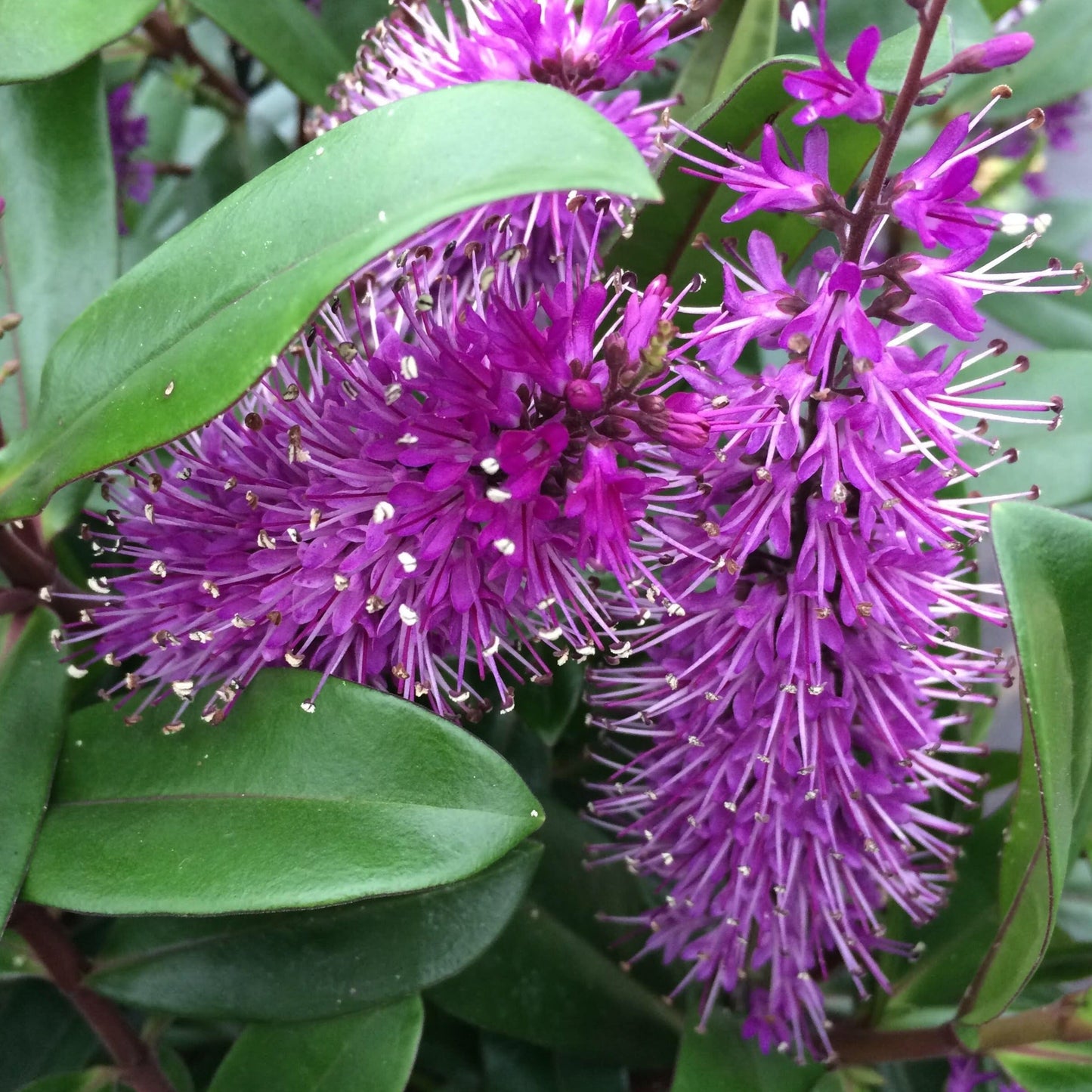 Close-up of vibrant pink and purple flowers on the evergreen Hebe Wiri Prince shrub, surrounded by lush glossy green leaves.