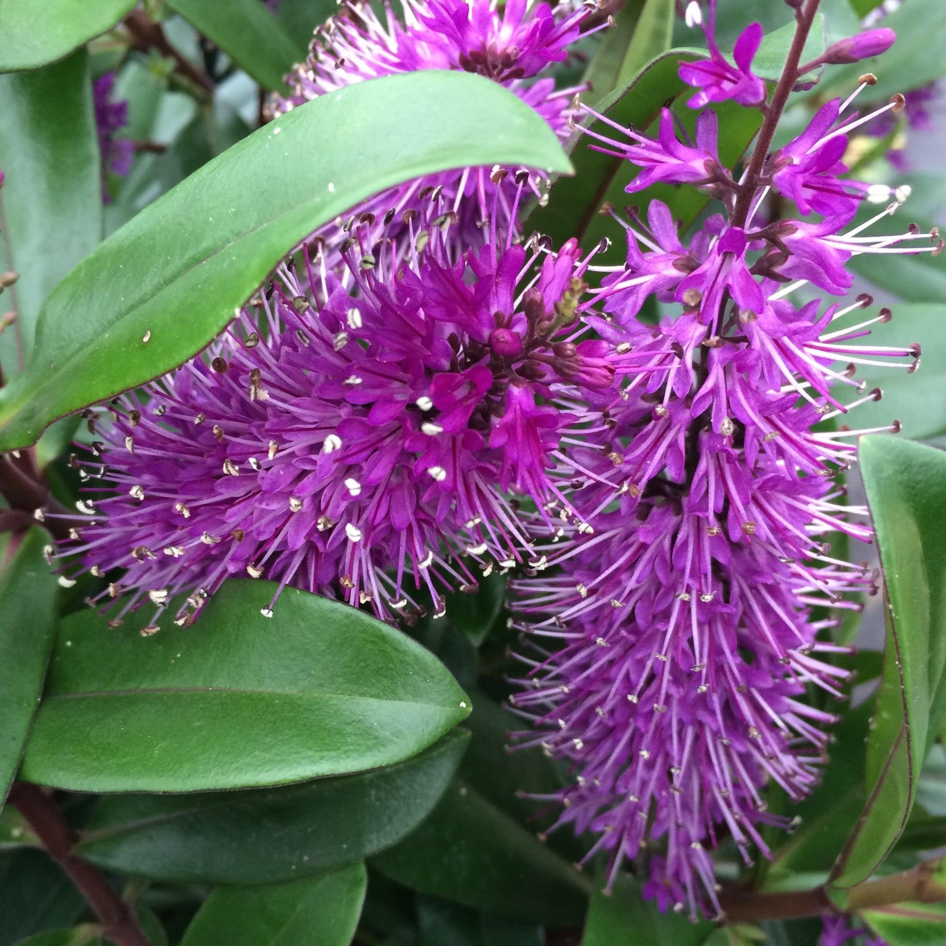 Close-up of vibrant pink and purple flowers on the evergreen Hebe Wiri Prince shrub, surrounded by lush glossy green leaves.