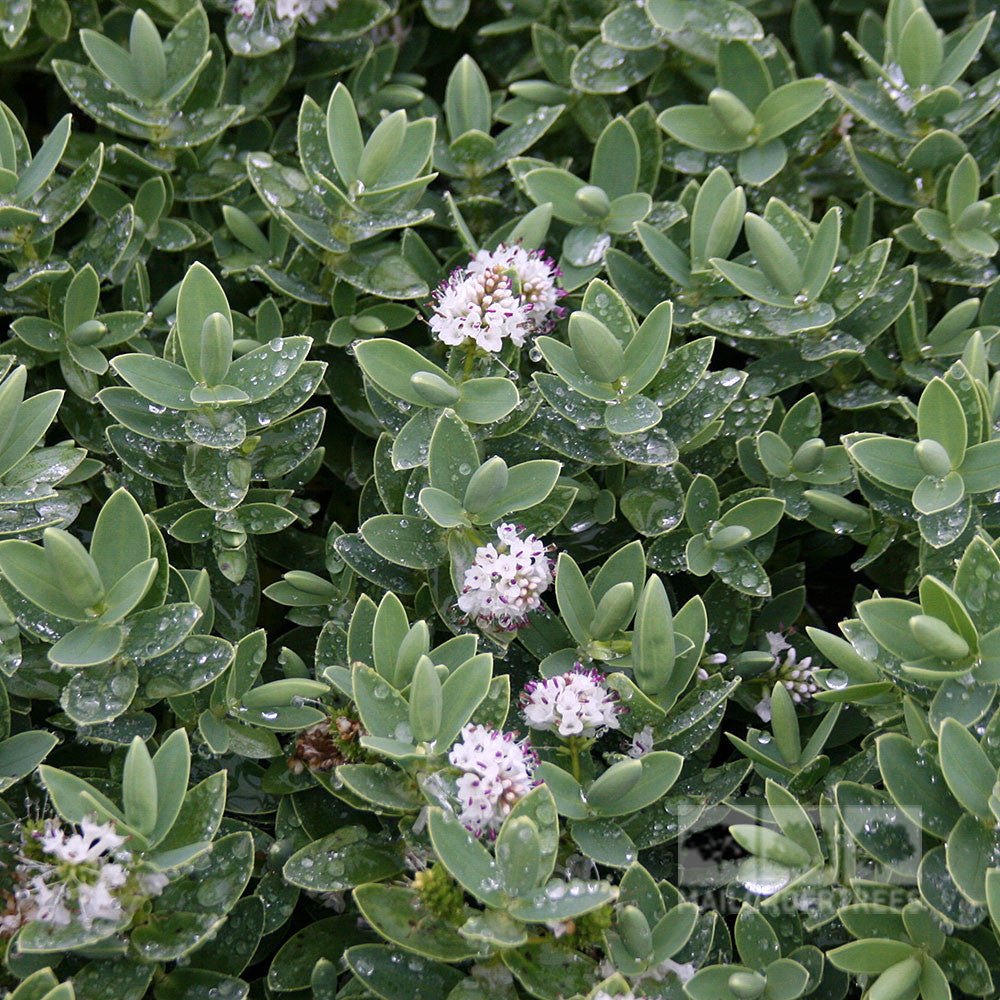 Close-up of Hebe albicans - Shrubby Veronica with waxy green leaves, small clusters of white and pink flowers, and dew droplets sparkling on the foliage.