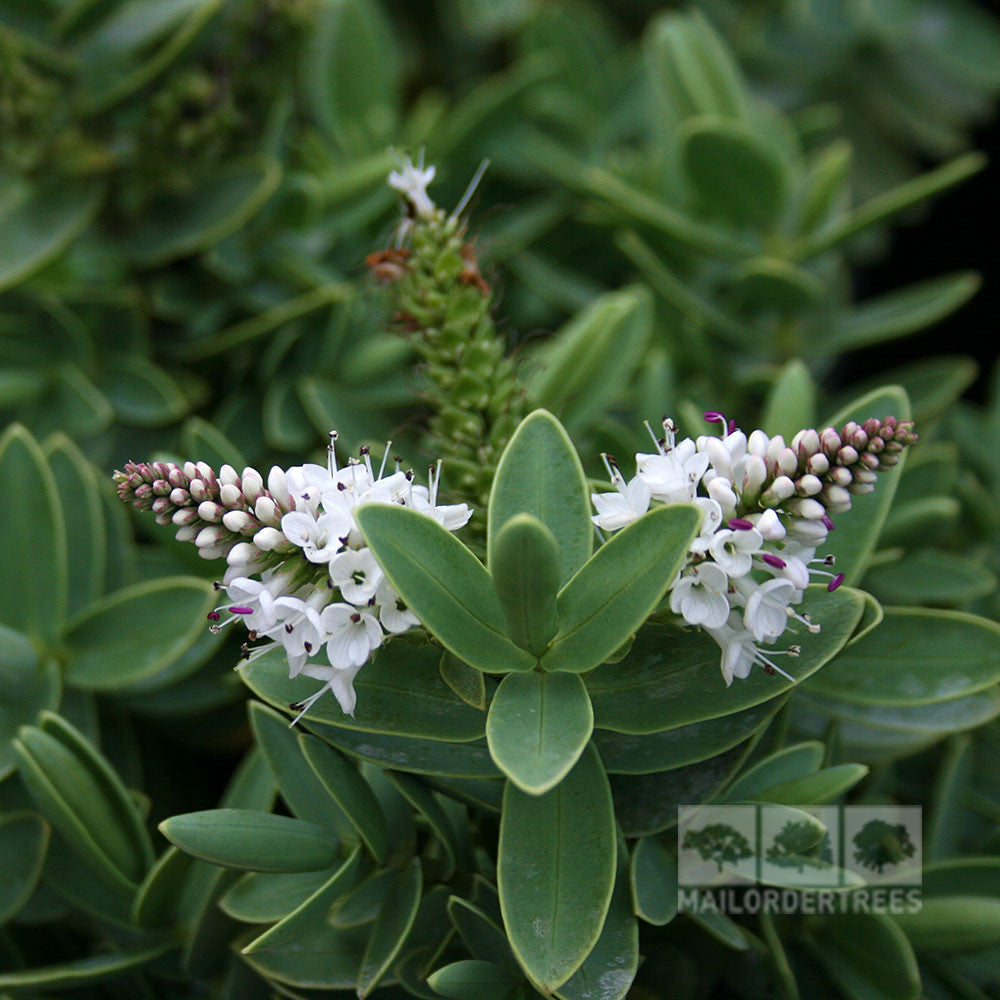 Close-up of white flowers and lush green leaves characteristic of the Hebe albicans - Shrubby Veronica.