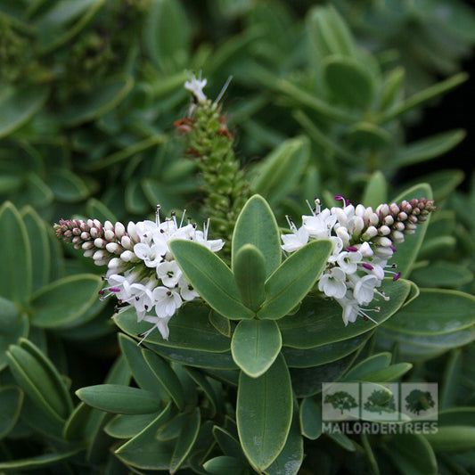 Hebe albicans - Shrubby Veronica