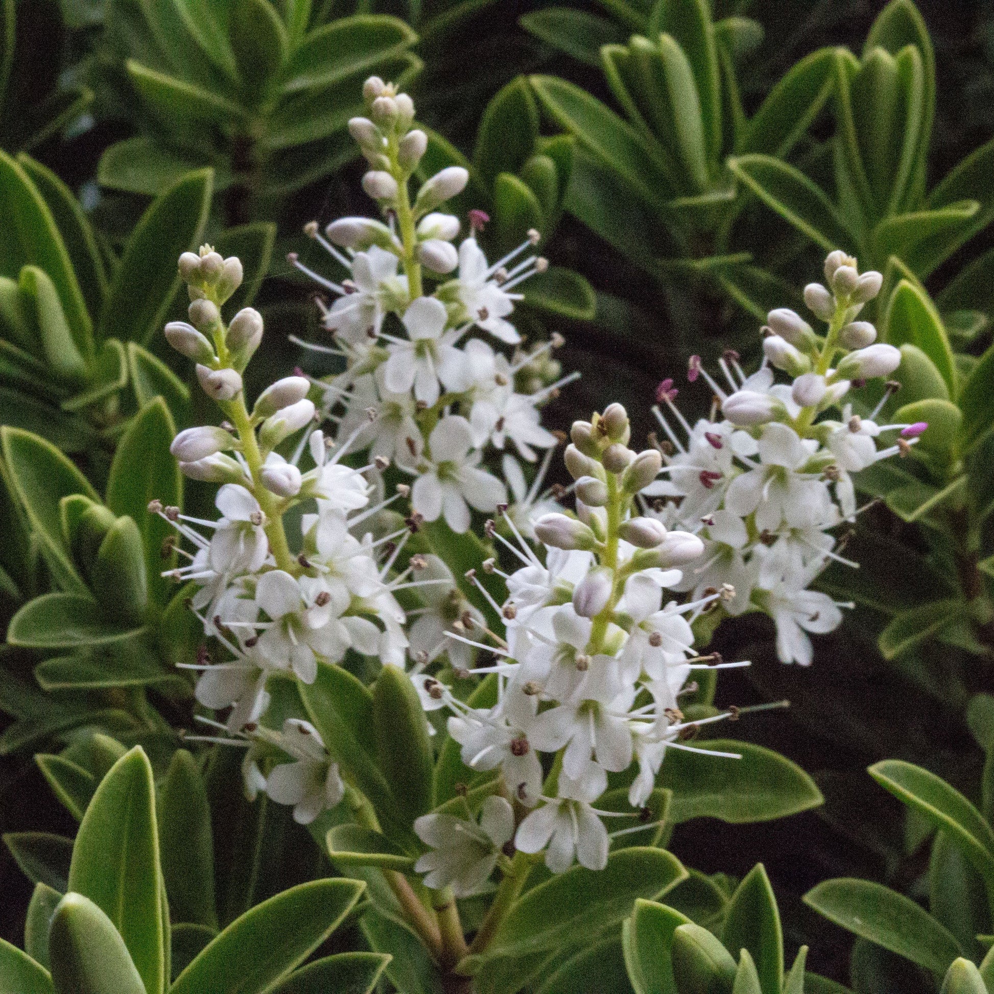 Hebe rakaiensis - Shrubby Veronica is an evergreen shrub featuring small clusters of delicate white flowers blooming on upright stems among green foliage.