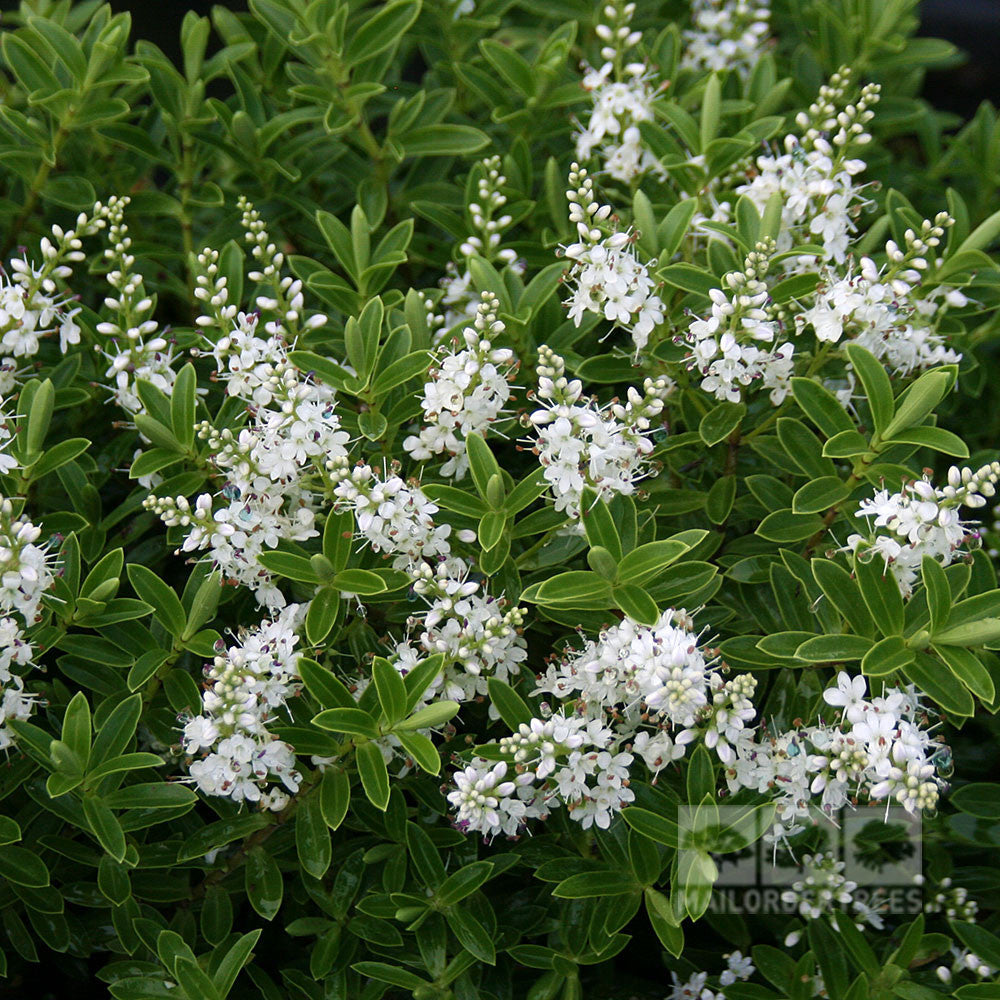 Covered in small white flowers and green leaves, the evergreen Hebe rakaiensis - Shrubby Veronica adds charm to any garden.