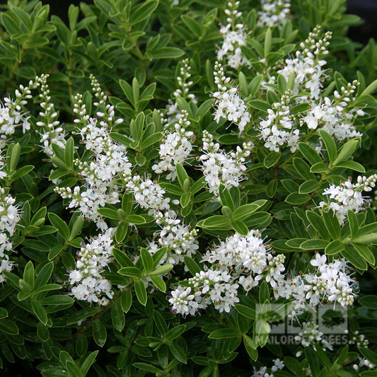 Hebe rakaiensis - Shrubby Veronica