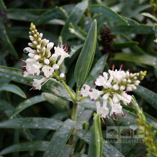 A close-up of a dome-shaped Hebe recurva - Shrubby Veronica plant showcases clusters of small white flowers and pointed green leaves, with the Mail Order Trees logo in the bottom right corner.