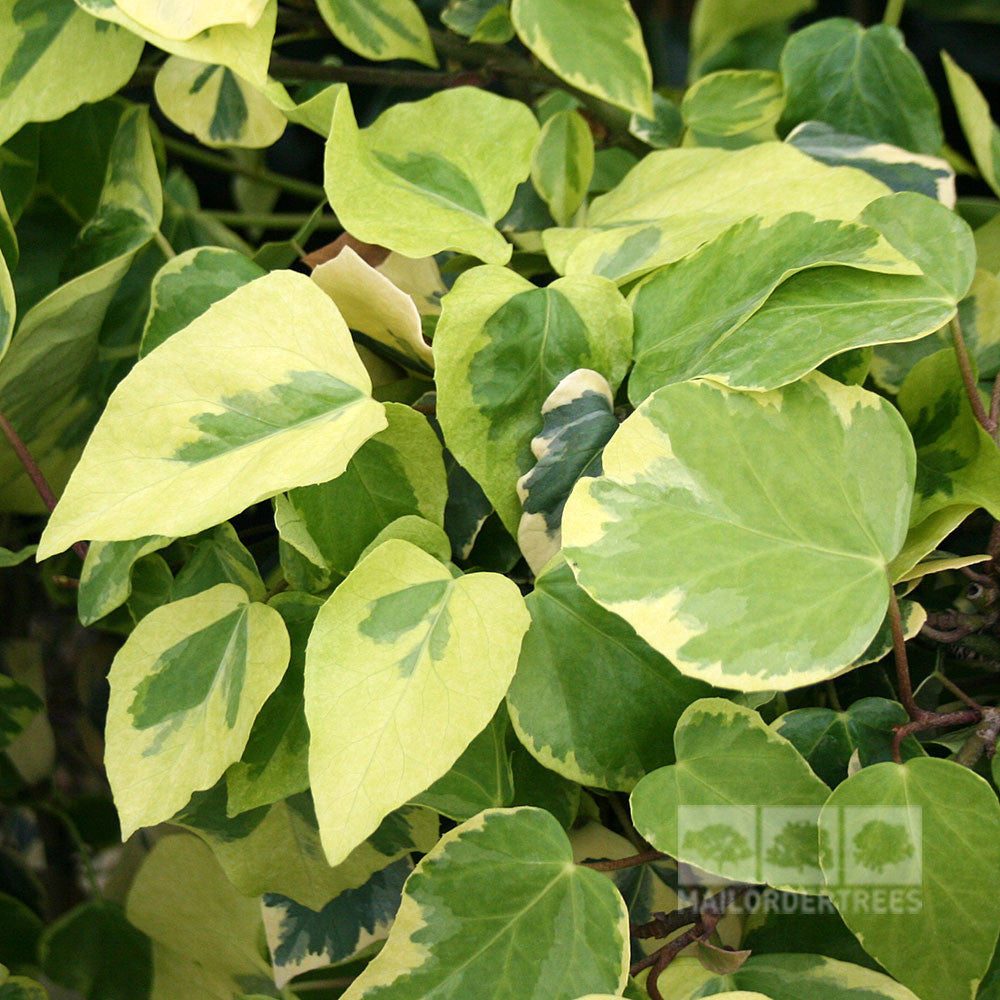 Close-up of Hedera Dentata Variegata ivy leaves, featuring variegated green and yellow heart-shaped patterns. This stunning evergreen plant adds visual interest and lasting beauty to any garden space as a charming ground cover.