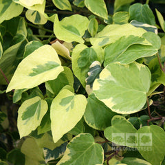 Hedera Dentata Variegata - Ivy Plant