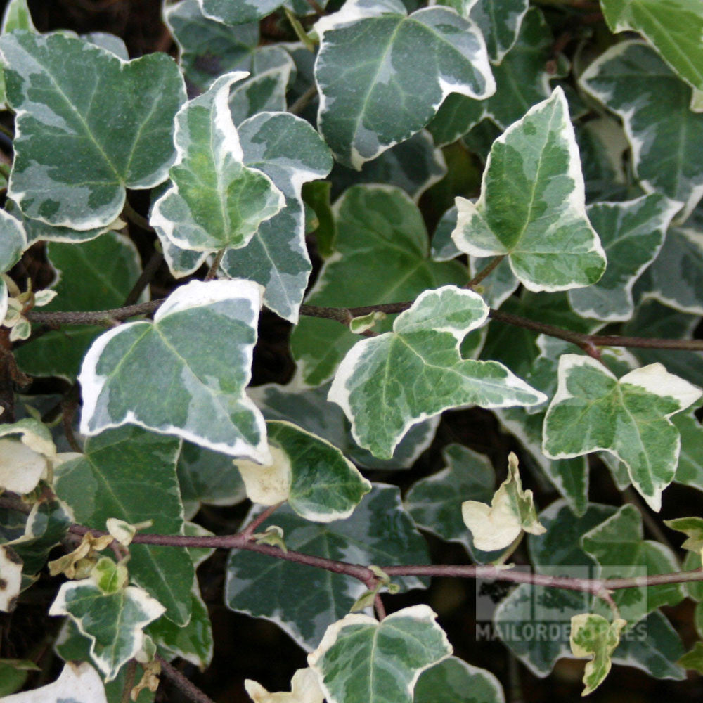 Close-up of Hedera Glacier - Ivy Plants variegated foliage, highlighting its striking green centers and crisp white edges, showcasing the charm of this climbing plant.