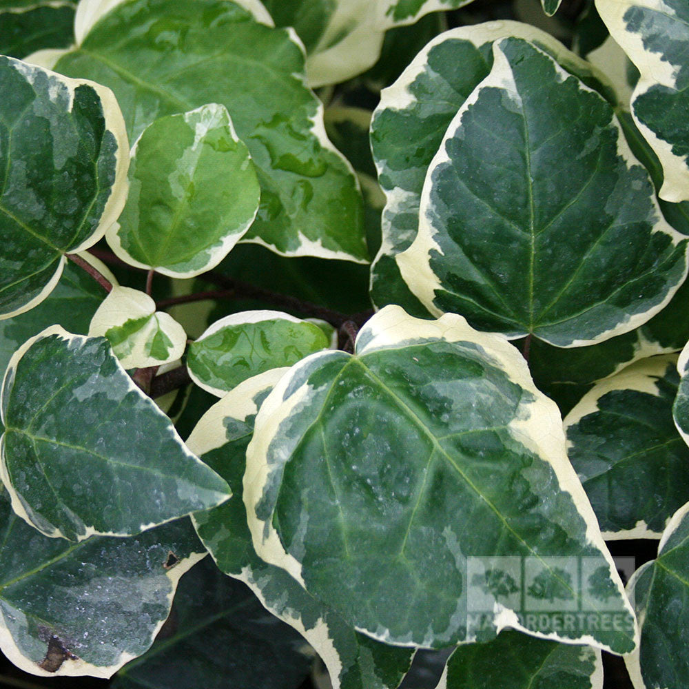 A close-up of the Hedera Gloire De Marengo Ivy Plant displays its variegated silver-green leaves with green centers and creamy white edges.