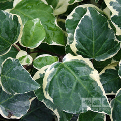 Hedera Gloire De Marengo - Ivy Plant