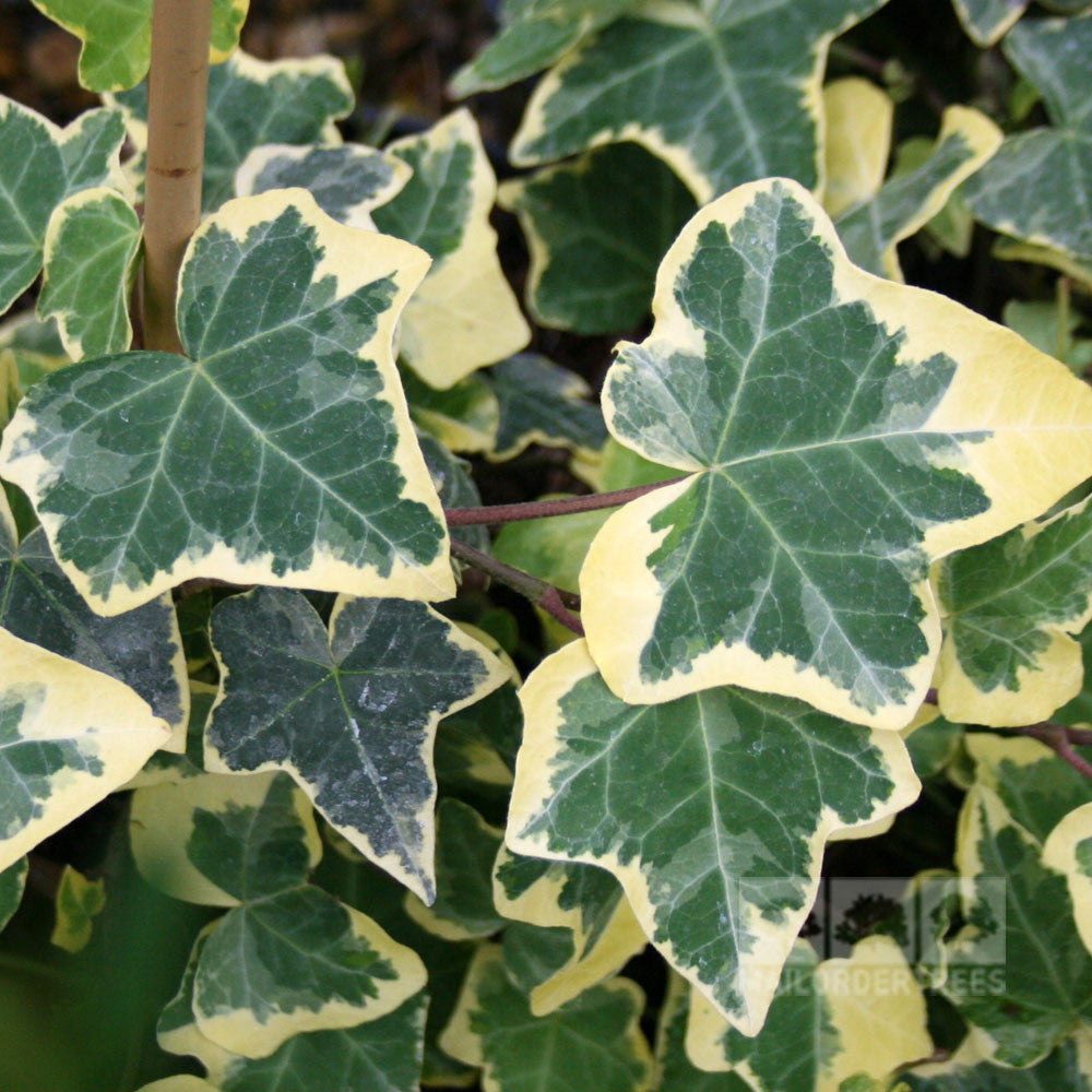 Discover the elegance of Hedera Goldchild - Ivy Plant, showcasing variegated leaves with dark green centers and pale yellow edges. Ideal for container gardening, this versatile ivy enhances any environment with its beauty.