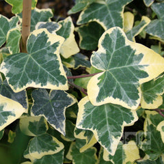 Hedera Goldchild - Ivy Plant