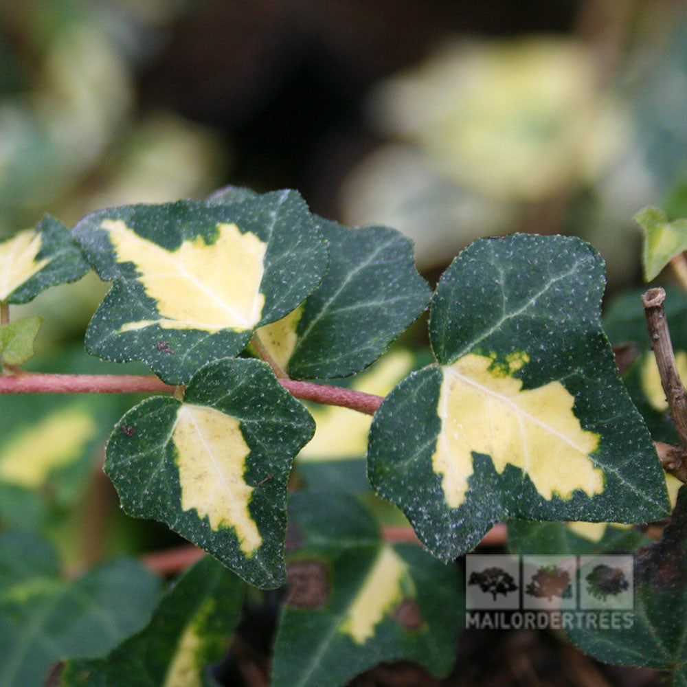 A close-up of Hedera Goldheart - English Ivy leaves highlights the green and cream patterns characteristic of this variety, elegantly climbing a stem with a softly blurred backdrop.