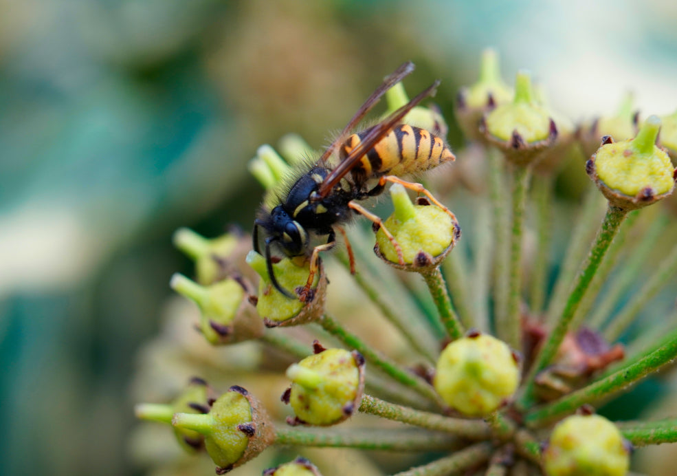 Wildlife-Friendly Greenery for All Seasons.