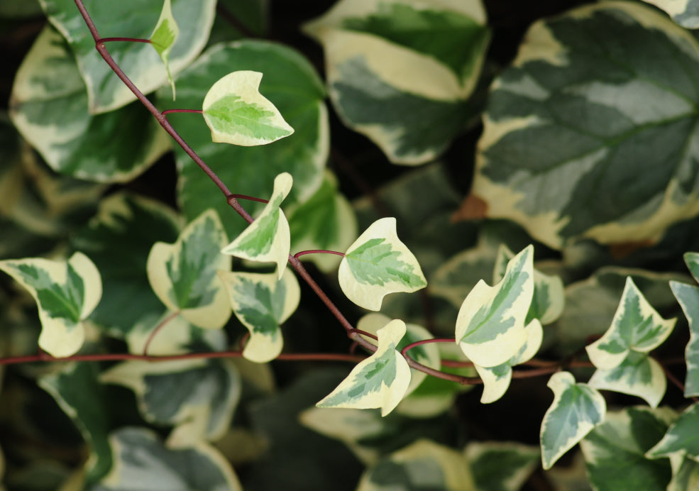 Hedera: The Classic Beauty of Ivy.