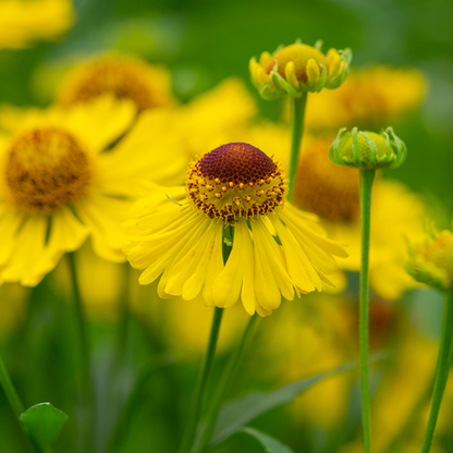 Helenium Autumnale