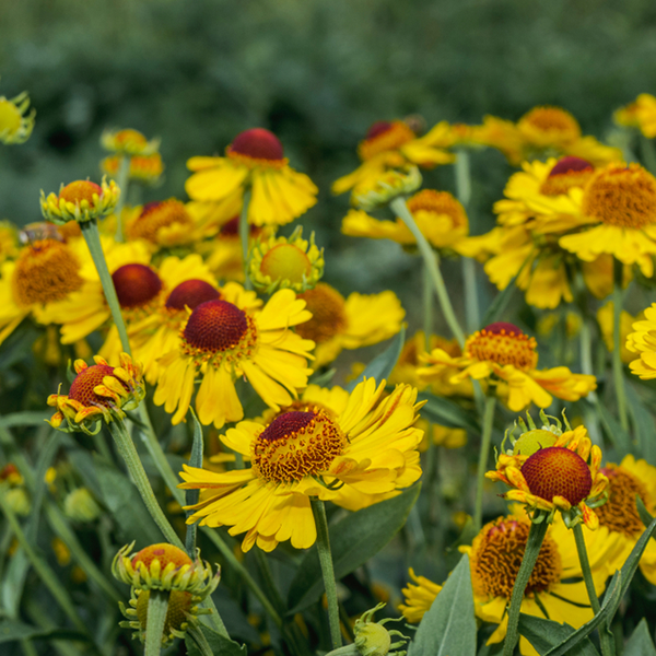 Helenium Autumnale