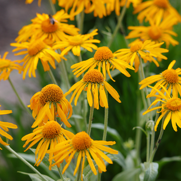 Helenium Hoopesii