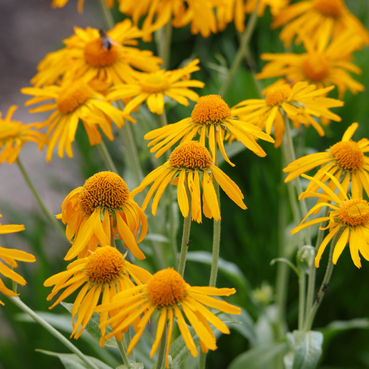 Helenium hoopesii