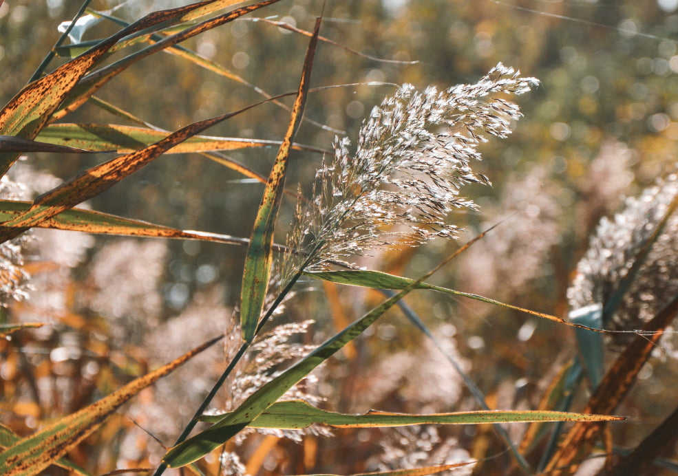 Helictotrichon: A Refined Grass with Striking Silvery Foliage.