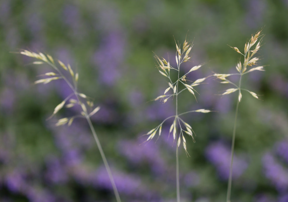 A Natural Choice for Texture and Wildlife Support.