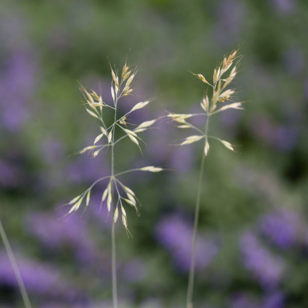 Two delicate stems of Helictotrichon sempervirens, known as Blue Oat Grass, with seed heads are set against a blurred background of purple flowers.