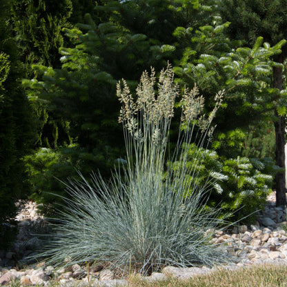 A clump of Helictotrichon sempervirens, or Blue Oat Grass, with tall seed heads grows amidst evergreen trees and small stones.