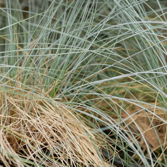 Close-up of tall, interwoven blue and brown blades of Helictotrichon sempervirens (Blue Oat Grass), showcasing their natural elegance.