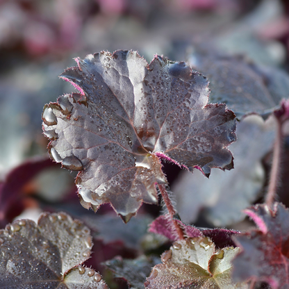 Heuchera villosa 'Palace Purple'