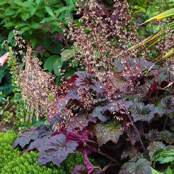 Heuchera villosa Palace Purple