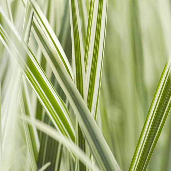 Close-up of green leaves and white-striped blades of Holcus Albovariegatus, also known as Variegated Creeping Soft Grass, overlapping to create a textured pattern that highlights their perennial charm.