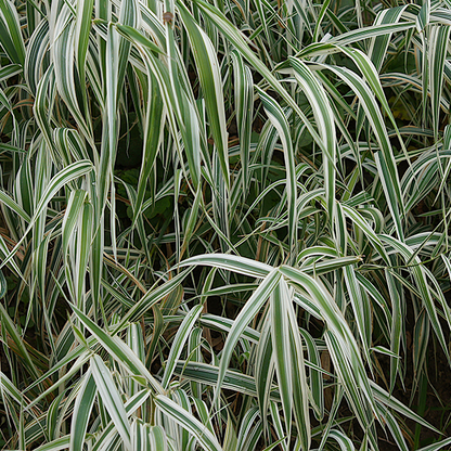 Close-up of the dense, green and white variegated leaves of Holcus Albovariegatus (Variegated Creeping Soft Grass), a perennial with long, narrow leaves ideal for border planting.