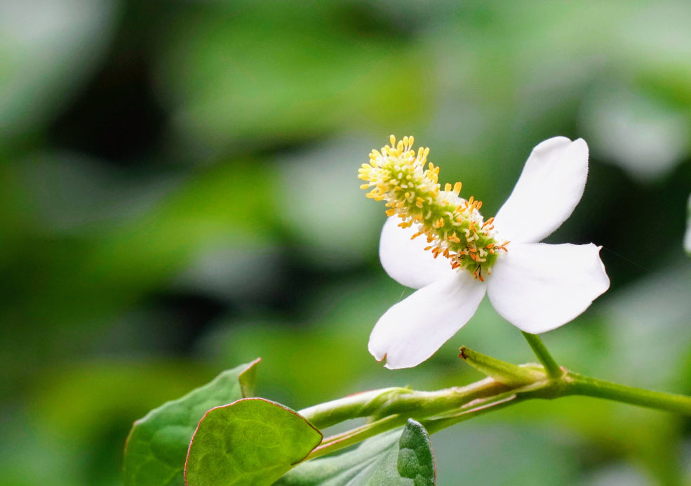 Close-up of a white flower with four petals and a tall yellow and green stamen, set against a blurred green background.